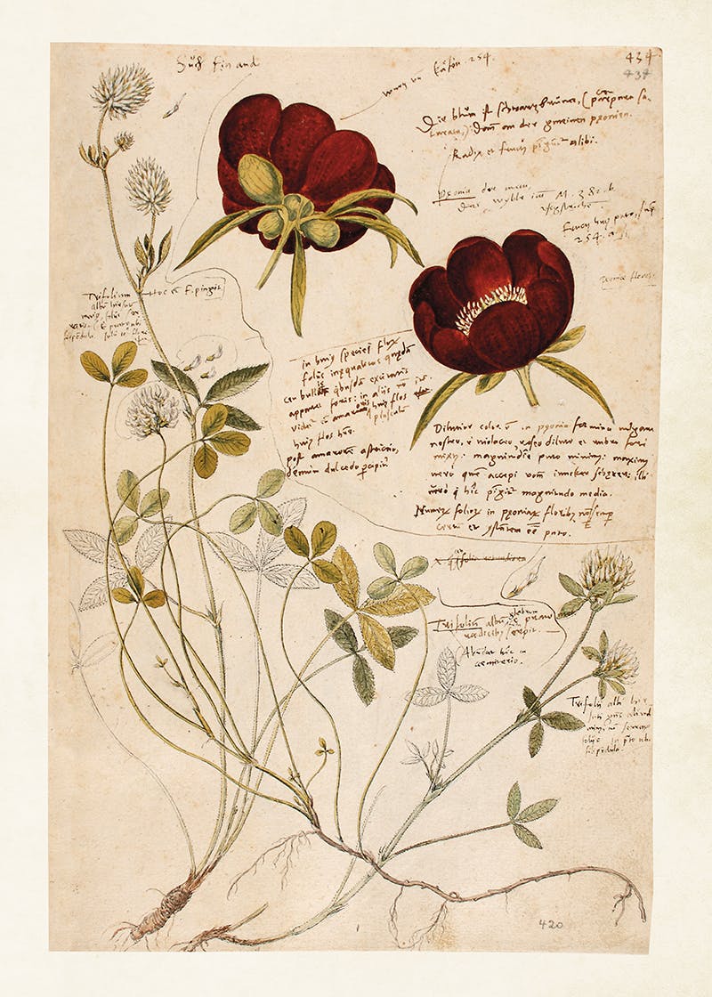 Herbarium 2. 50x70 cm