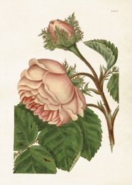 Rosa Trädgårdsros  50x70 cm