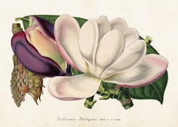 Magnolia 2.   50x70 cm
