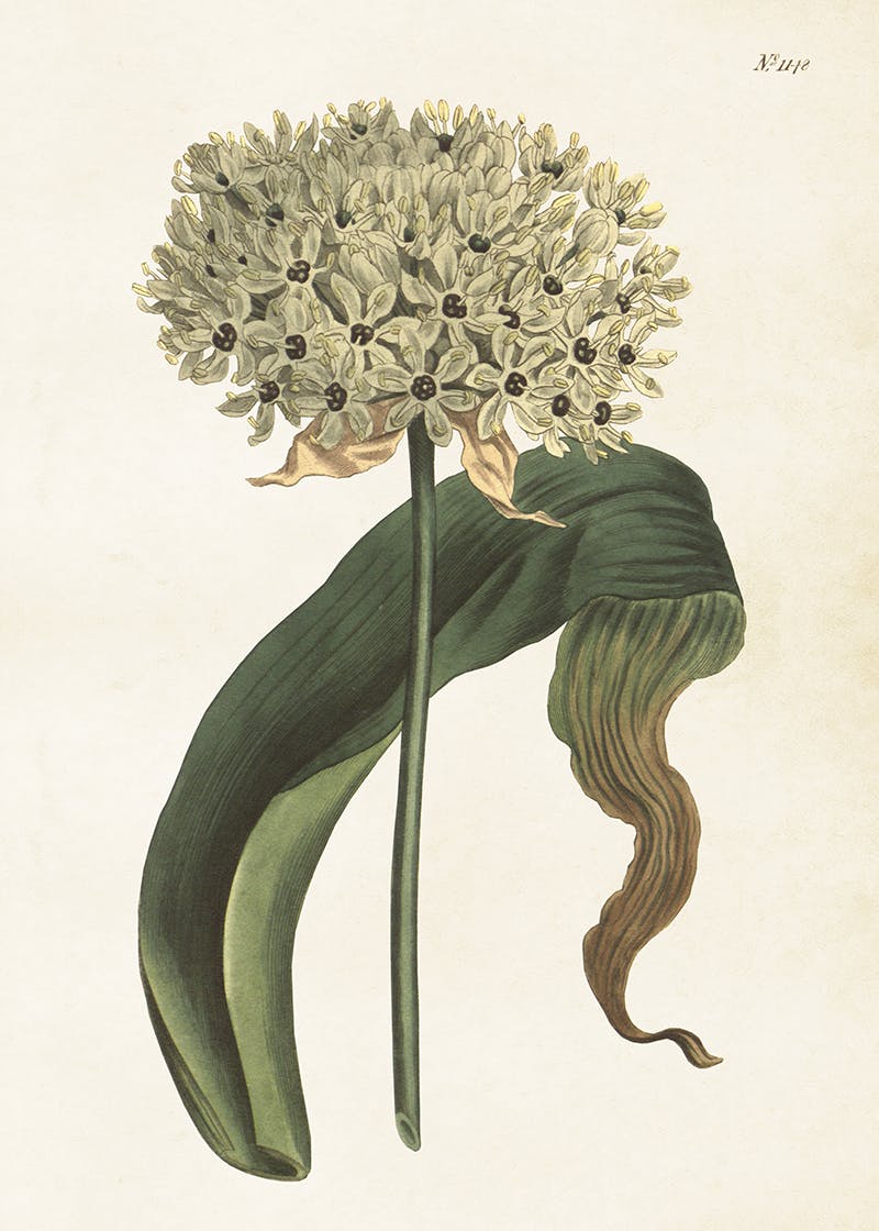 Allium  50x70 cm