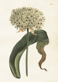 Allium  50x70 cm