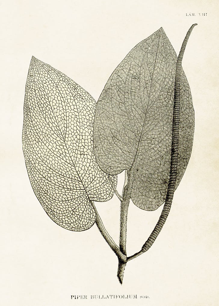 Piper Bullatifolium 50x70 cm