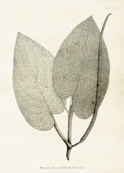 Piper Bullatifolium 50x70 cm