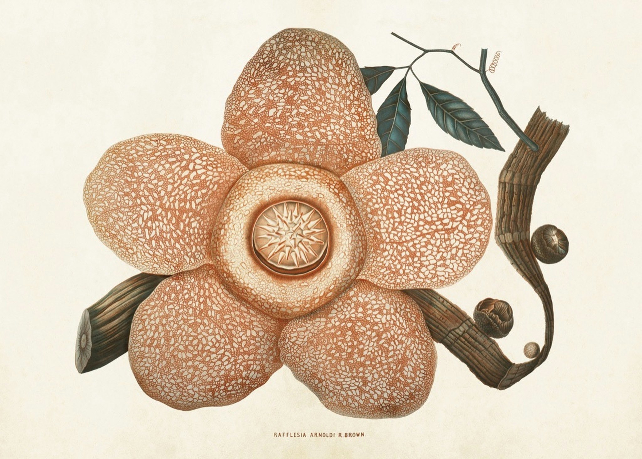 Rafflesia Arnoldi 50x70 cm