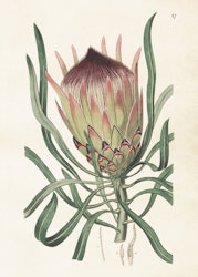 Protea 50x70 cm