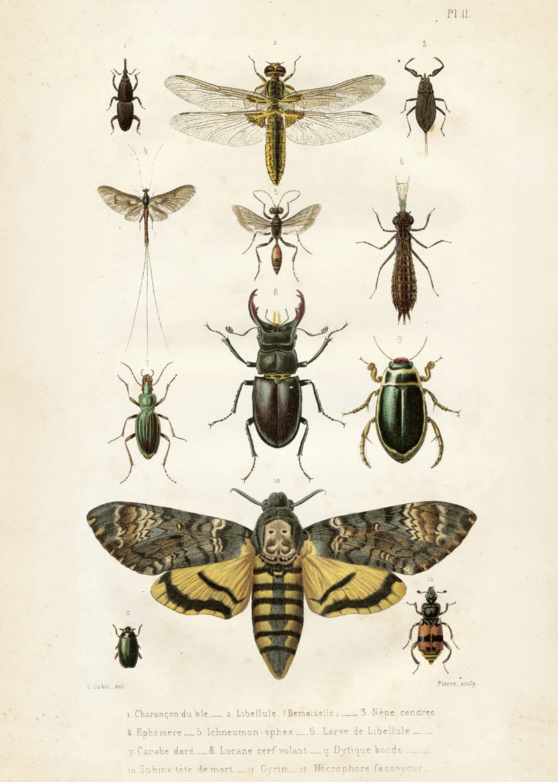 Insekter  50x70 cm