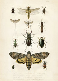 Insekter  50x70 cm