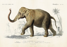 Elefant  50x70 cm