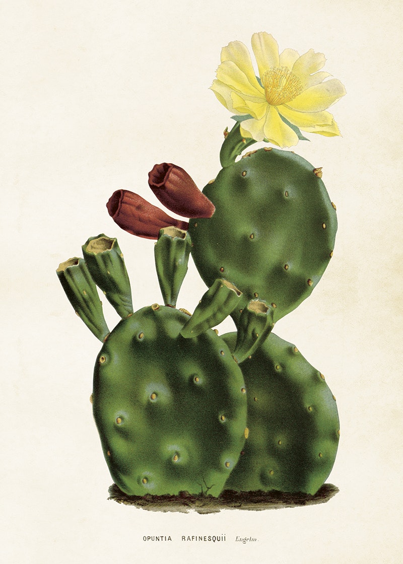 Opuntia Kaktus 50x70 cm