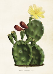 Opuntia Kaktus 50x70 cm