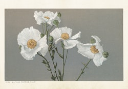Rosenskära 35x50 cm