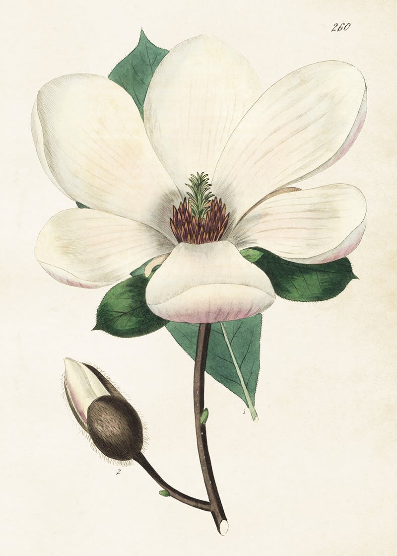 Magnolia 50x70 cm