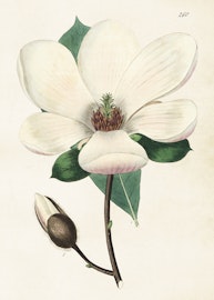 Magnolia 50x70 cm