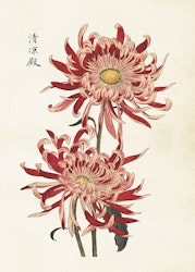 Krysanthemum  50x70 cm