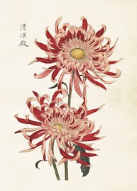 Krysanthemum  50x70 cm