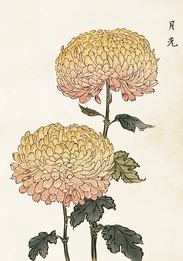 Krysanthemum mindre  35x50 cm