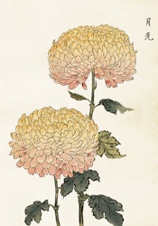 Krysanthemum mindre  35x50 cm