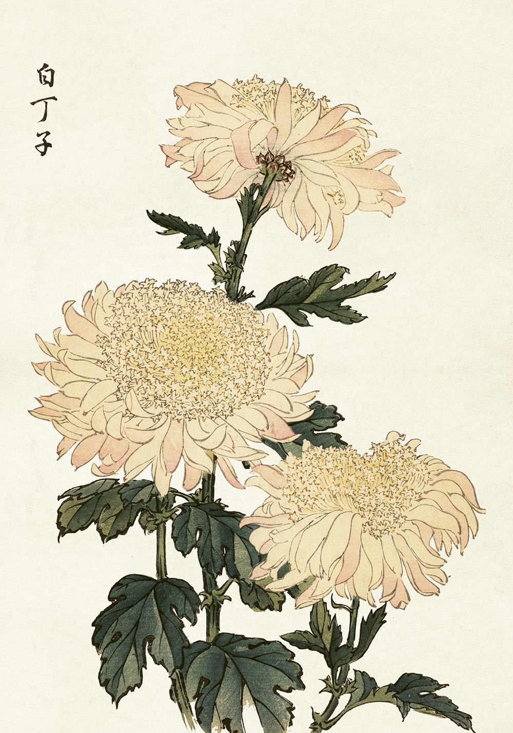 Krysanthemum stor 70x100 cm