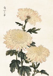 Krysanthemum stor 70x100 cm