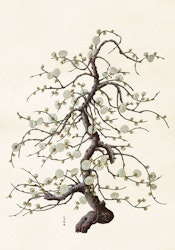 Bonzai Körsbär 70x100 cm