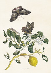 Citrus med fjärilar 70x100 cm