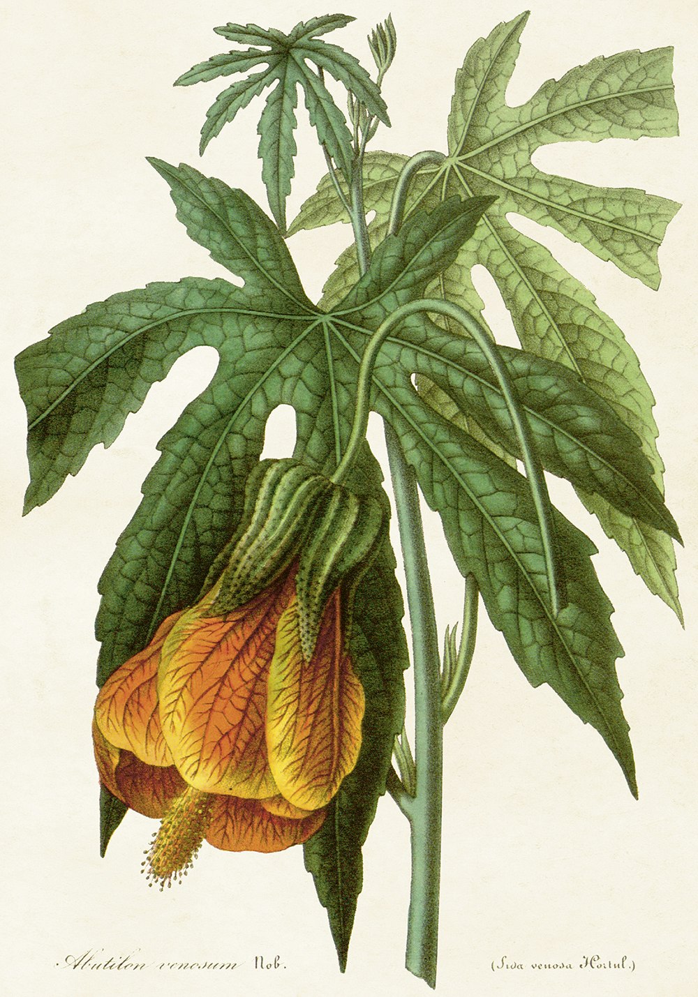 Abutilon 70x100 cm