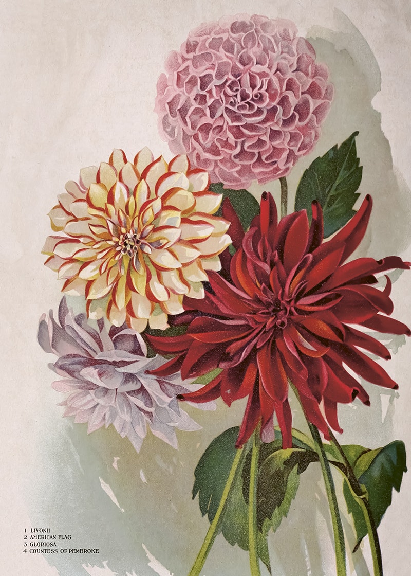 Dahlia 50x70 cm