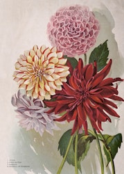 Dahlia 50x70 cm