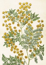Mimosa   50x70 cm