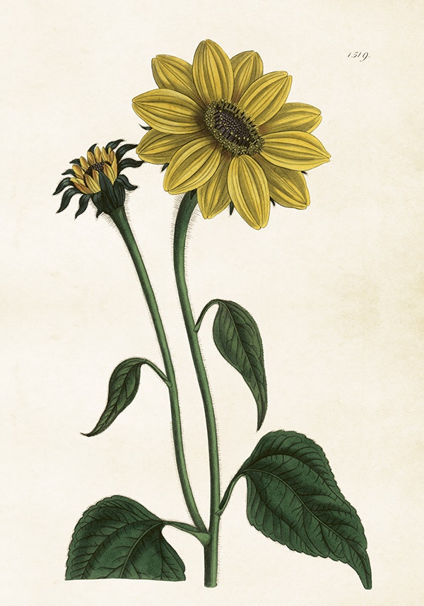 Helianthus 35x50 cm