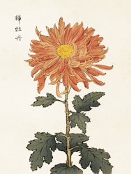 Japansk Krysanthemum 18x24 cm