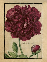 Pion 18x24 cm