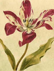 Papegoj Tulpan18x24 cm