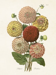 Zinnia 18x24 cm