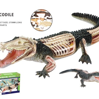 Stor Anatomisk 4D Modell | Krokodil