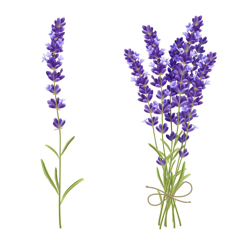 Natural Ekologisk Lavendel 10 ml (Lavandula Augustifolia)