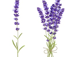 Natural Ekologisk Lavendel 10 ml (Lavandula Augustifolia)