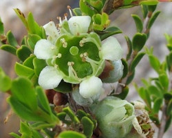 Natural Tea Tree Organic 10 ml (Melaleuca alternifolia)