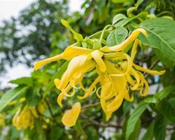 Naturlig Ylang Ylang Økologisk 10 ml (Cananga odorata)