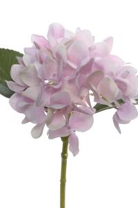Hortensia kvist - 25 cm