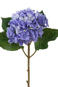 Hortensia kvist - 40 cm