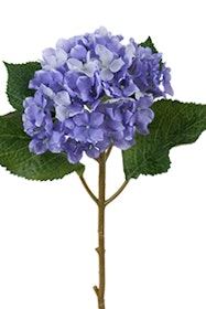 Hortensia kvist - 40 cm