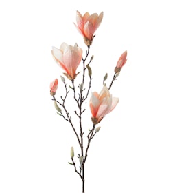 Magnolia - Gren - 95 cm - Aprikos