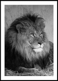 Lion Portrait - Poster