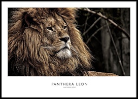 Lion Portrait - Poster