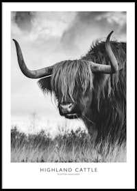 Highland Cattle #3 Poster