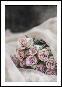 Pink Roses - Poster