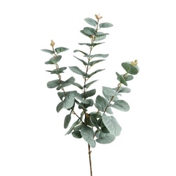 Eucalyptus kvist