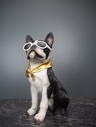 Dolph Dog