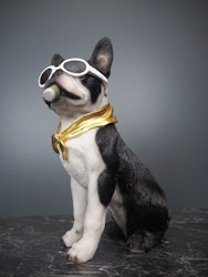 Dolph Dog